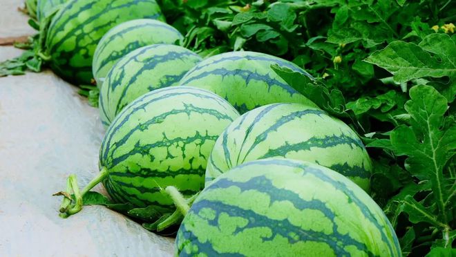 里斯种啥都讲究个“特”！pg电子模拟器免费版梅(图8)